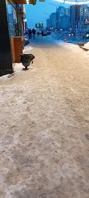 тротуар на Салмышской тротуар на Салмышской