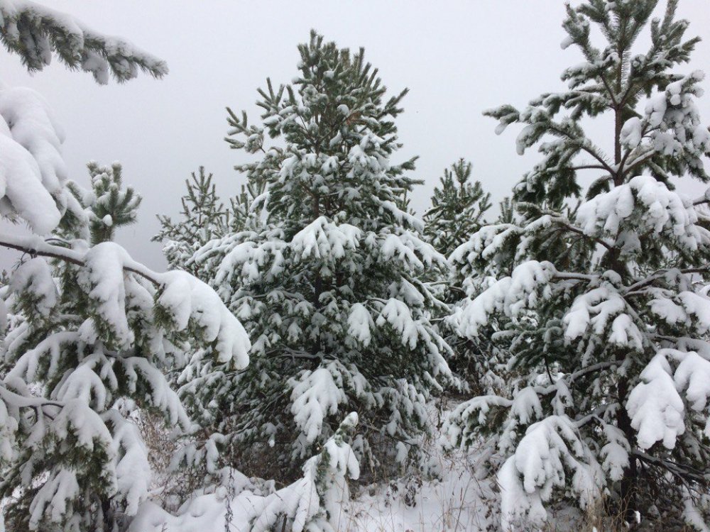 Оренбуржье засыпает снегом. Фото 1743.ru