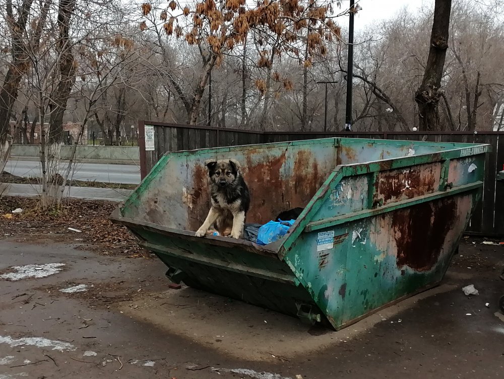 Бродячая собака ищет еду в мусорном контейнере. Фото 1743.ru