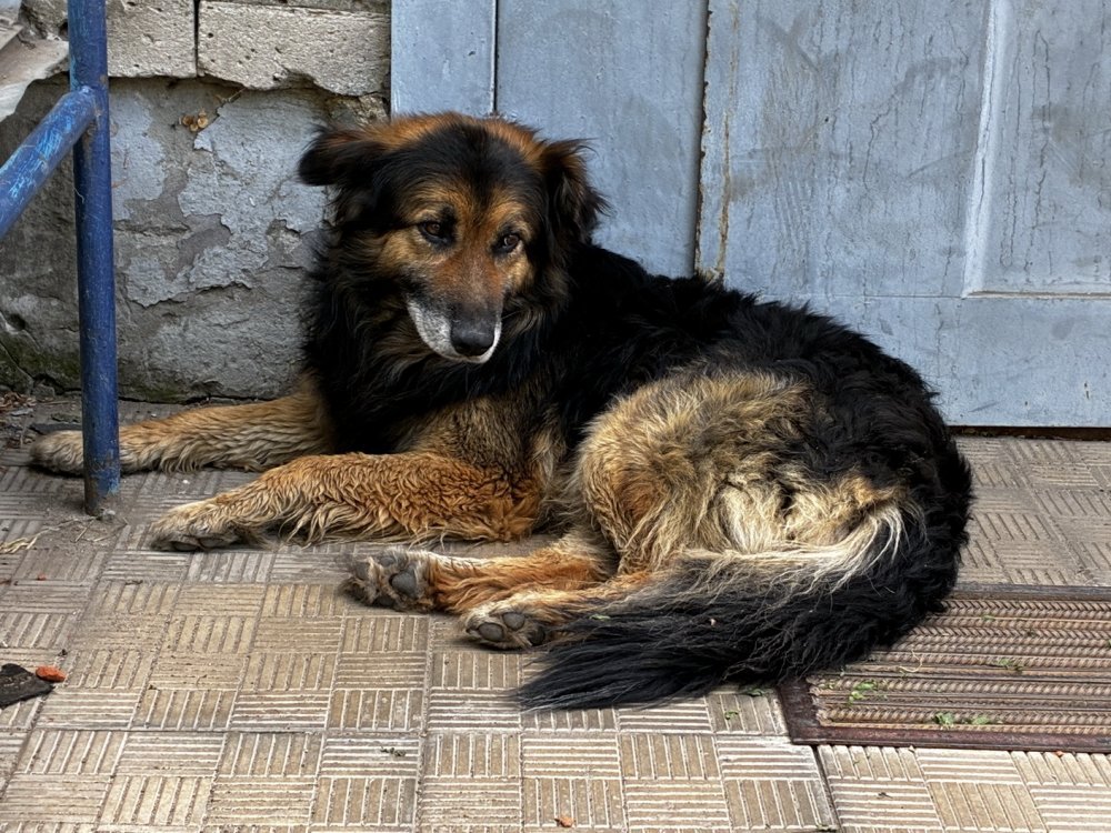 Бродячая собака в Оренбургской области; фото: архив 1743.RU Бродячая собака в Оренбургской области; фото: архив 1743.RU