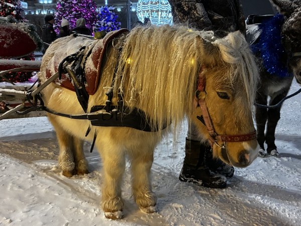 Символ наступающего года — лошадка. Фото 1743.ru