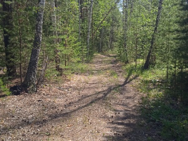 В Оренбуржье БПЛА будут использовать для охраны лесов