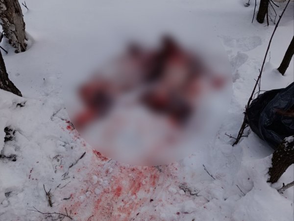 В Бузулукском районе незаконно застрелили шесть косуль