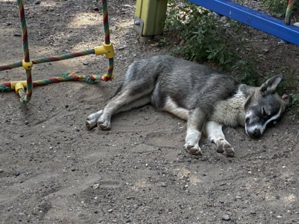 В Оренбурге и Оренбургском районе ввели карантин из-за бешенства