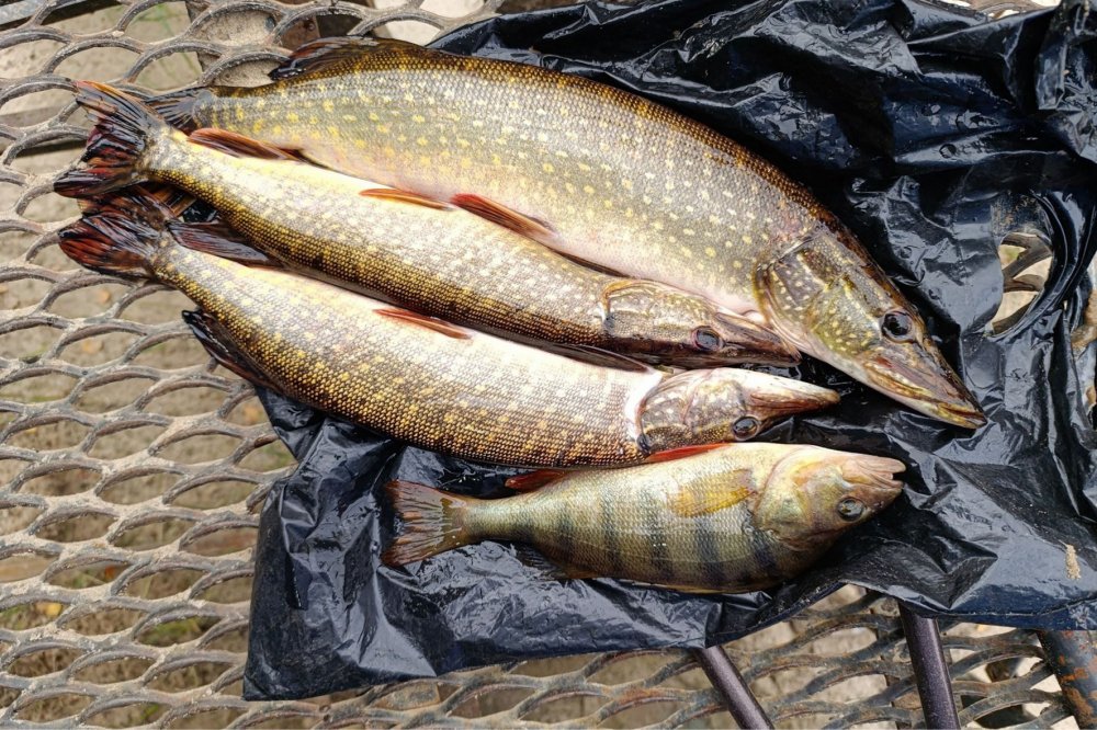 Как правильно ловить рыбу в феврале