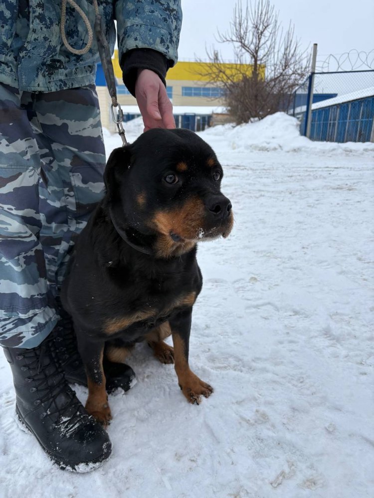 Одна из полицейских собак, которая вышла на пенсию; фото: полиция Оренбуржья 