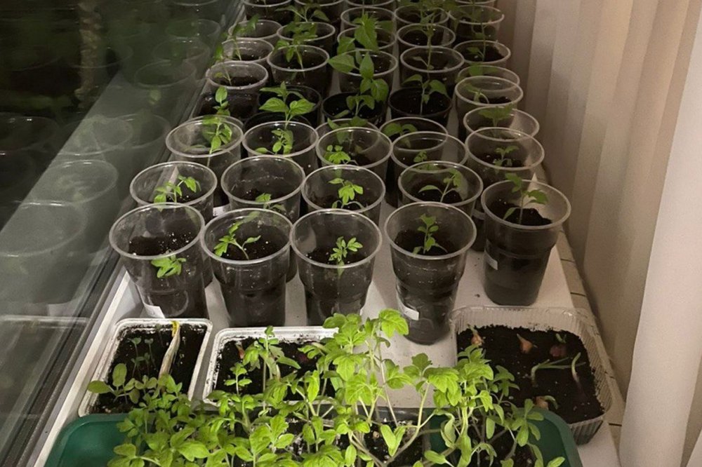 Благоприятные дни для посева рассады в феврале