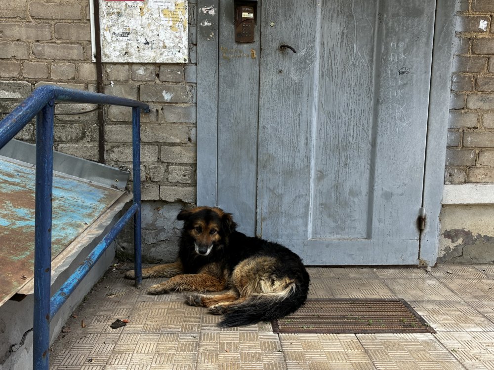 Бездомная собака в Оренбурге. Фото 1743.ru Бездомная собака в Оренбурге. Фото 1743.ru