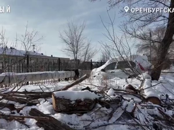Жители Оренбурга просят спилить аварийные деревья на Запорожской и Восточной
