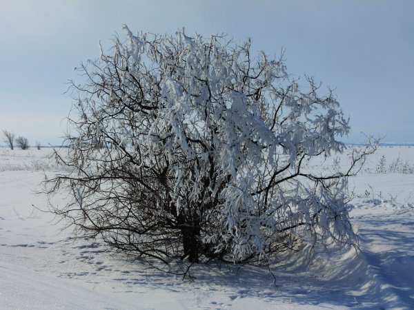 Зима в Оренбургской степи. Фото 1743.ru