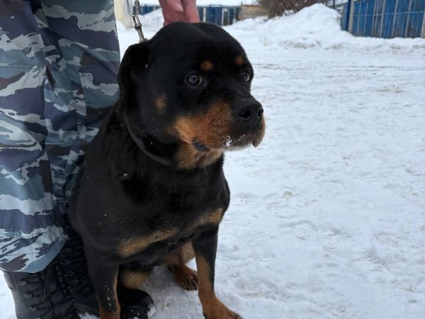 Одна из полицейских собак, которая вышла на пенсию; фото: полиция Оренбуржья 
