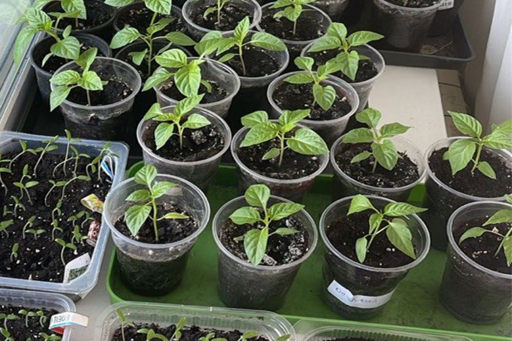 Рекомендации по уходу за рассадой в марте