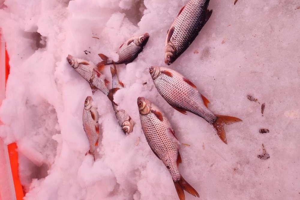 Где искать рыбу ранней весной: точки повышенной активности Где искать рыбу ранней весной: точки повышенной активности