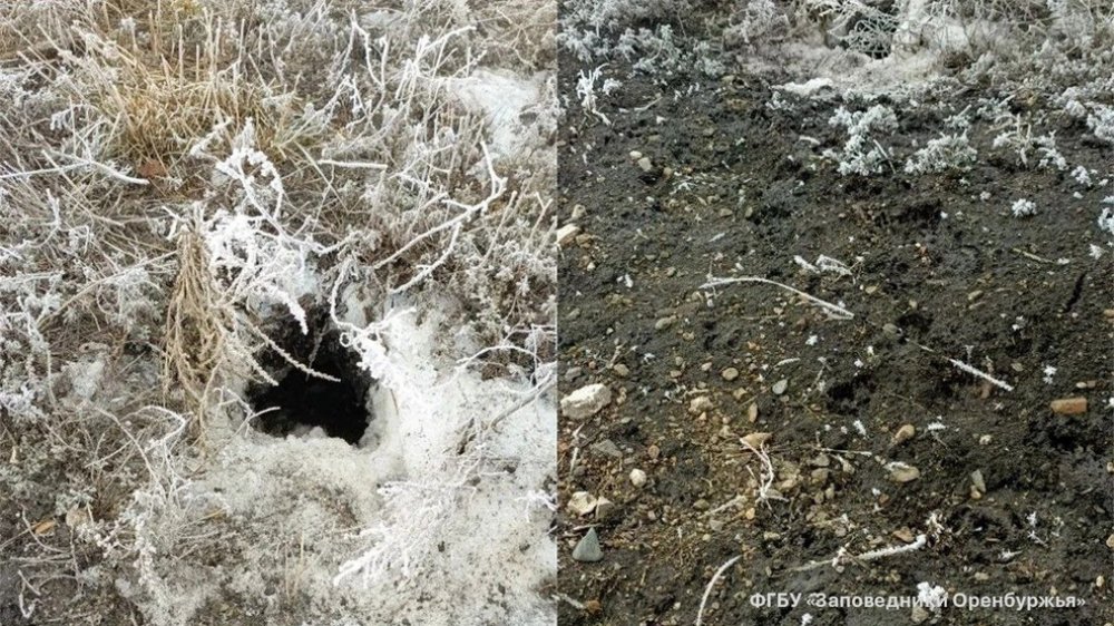 Фото ФГБУ Заповедники Оренбуржья