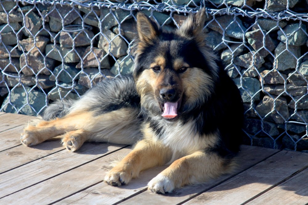 Бездомная собака на оренбургской набережной. Фото 1743.ru