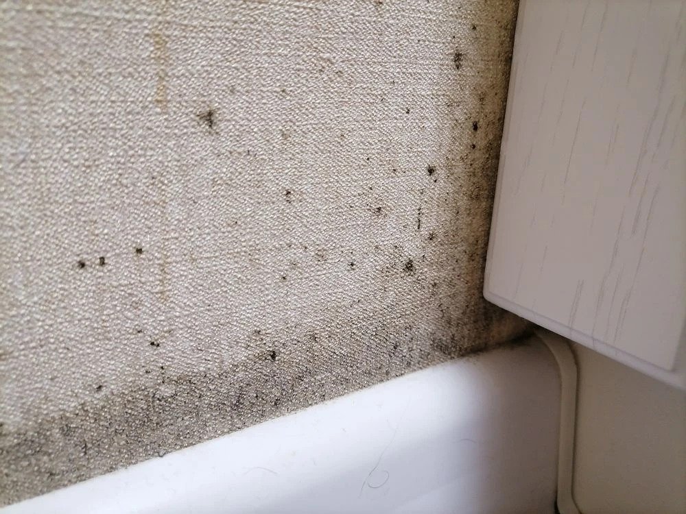 Как выглядит очаг черной плесени в квартире