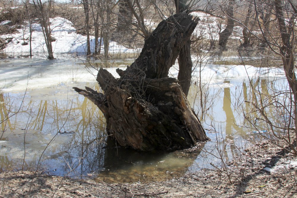 Снег в полях и лесах вокруг Оренбурга почти растаял. Фото 1743.ru Снег в полях и лесах вокруг Оренбурга почти растаял. Фото 1743.ru