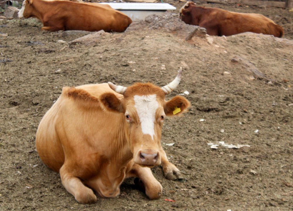 Коровы в фермерском хозяйстве. Фото 1743.ru