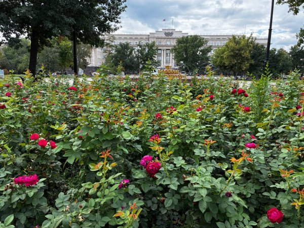 Садовник для правительства: чиновники потратят 2 миллиона на зелень перед министерствами