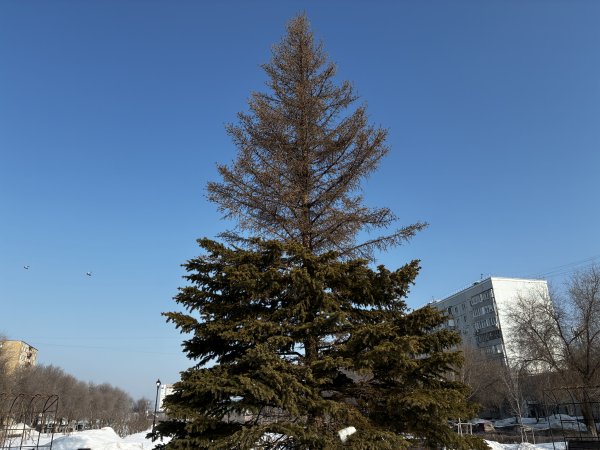 Ель, стоившую бюджету 280 тысяч рублей, заменят весной этого года