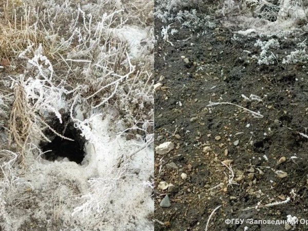 Фото ФГБУ Заповедники Оренбуржья