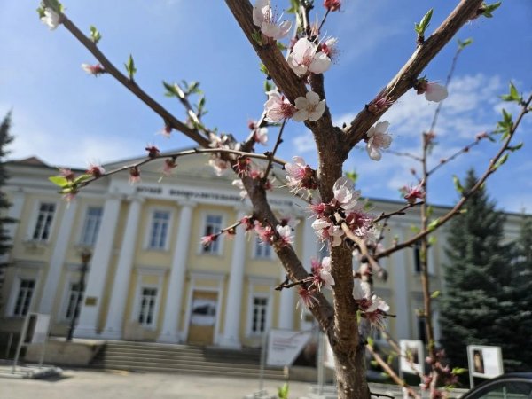 Когда в Оренбурге начнут цвести береза, амброзия, ольха 