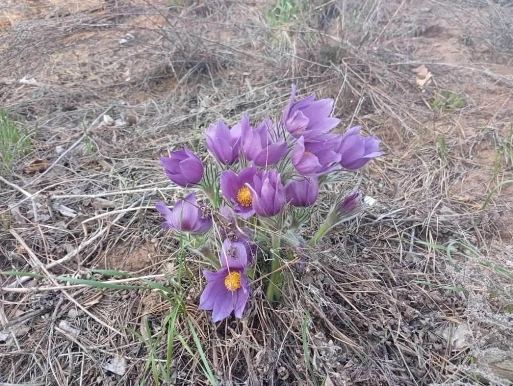 фото нацпарк Бузулукский бор