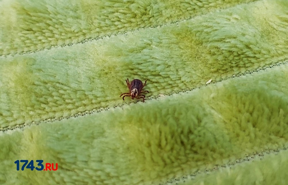 Клещ в Оренбургской области 2026, защита и прививки Клещ в Оренбургской области 2026, защита и прививки