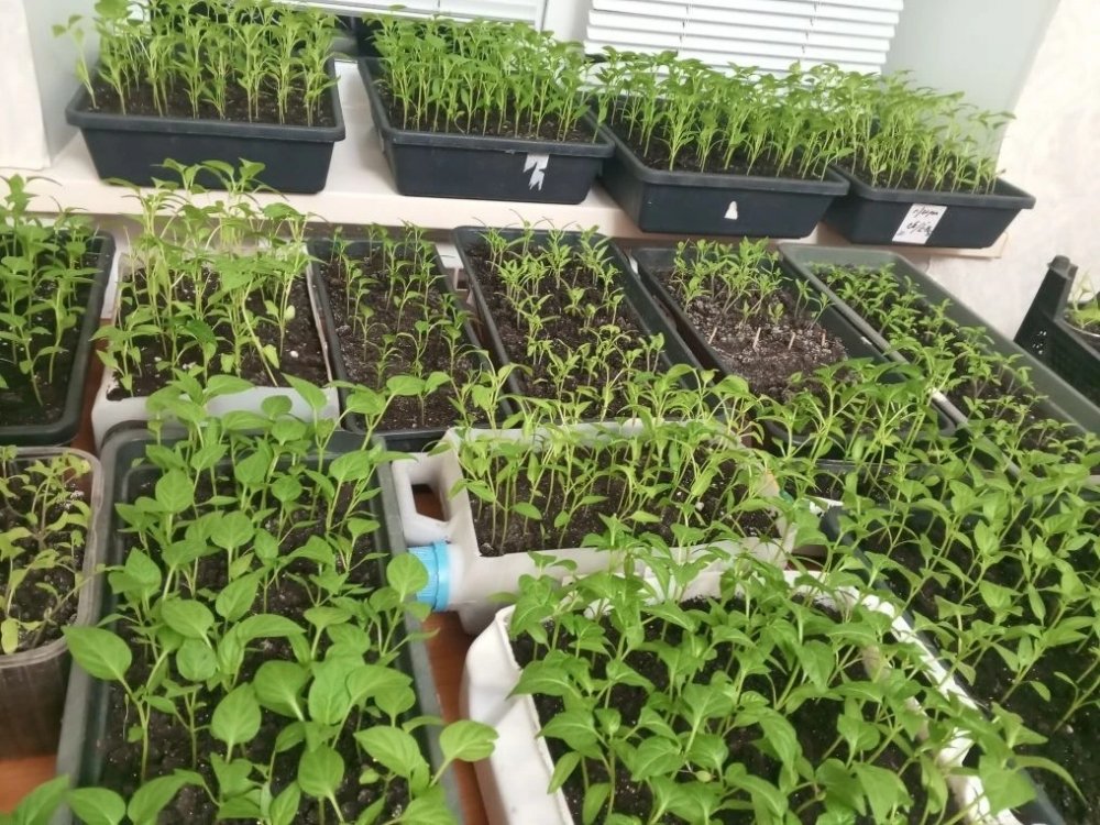 Дачники используют лунный календарь для успешного посева, посадки и ухода за растениями.