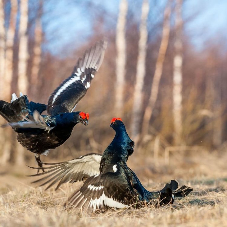 фото нацпарк Бузулукский бор
