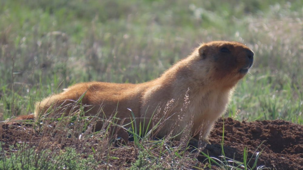 Фото Дирекции ООПТ Фото Дирекции ООПТ