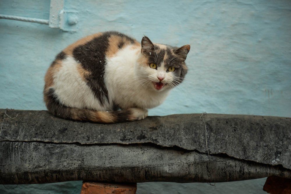 12 кошек и мусор- причина раздора 