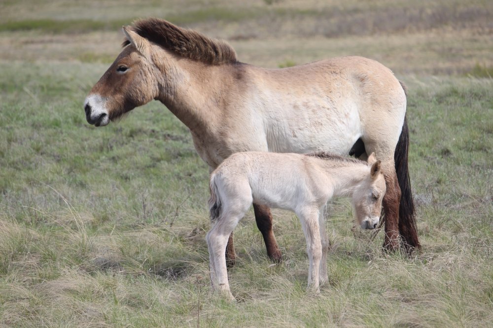 новорожденный жеребенок лошадей Пржевальского