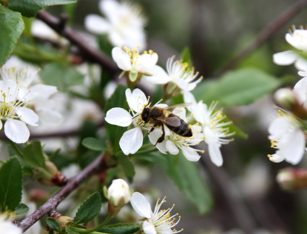 Несмотря на прохладную погоду, в Оренбурге цветут деревья. Фото 1743.ru