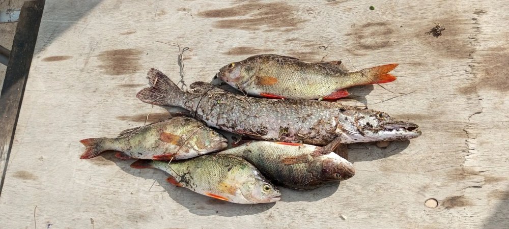 Сезон успешной рыбалки в мае