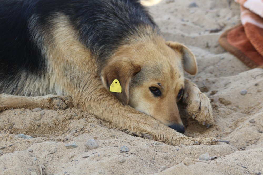 мэрия Оренбурга принимает недостаточно мер для решения вопроса с собаками