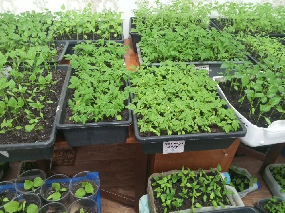 Май — самый активный месяц для дачников