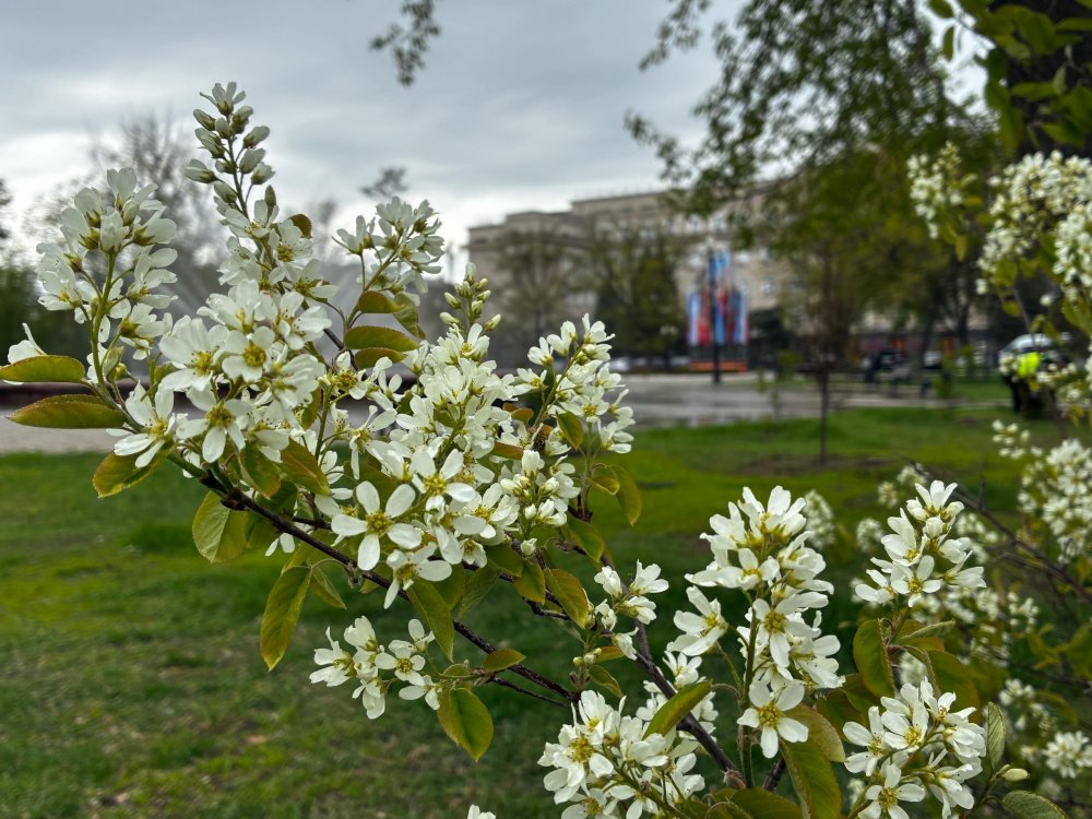 В саду перед Домом Советов в Оренбурге зацвели деревья. Фото 1743.ru