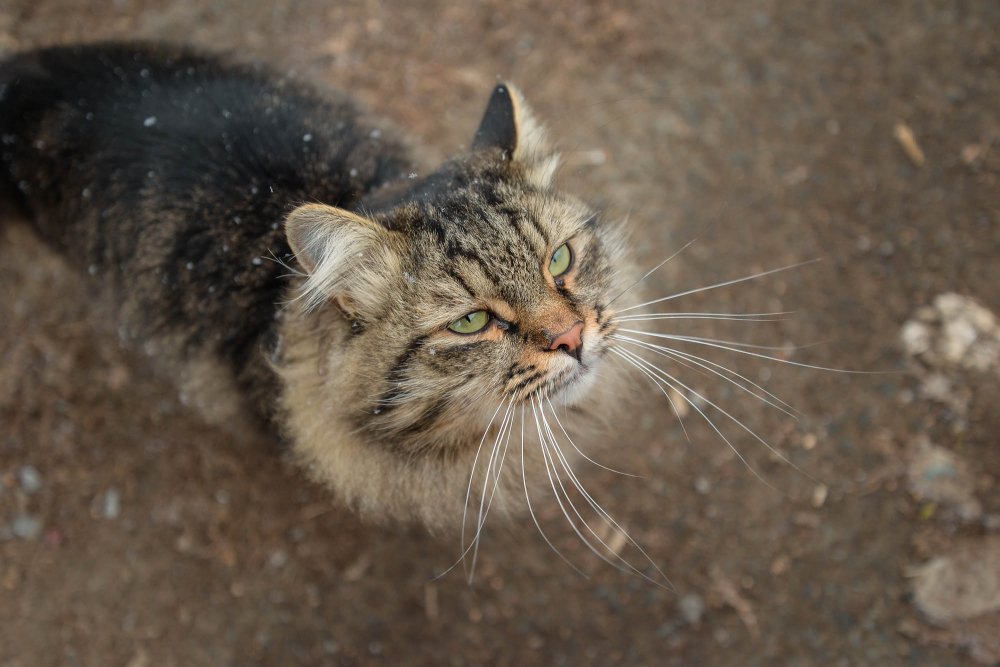 Кошачий вопрос разберут в суде