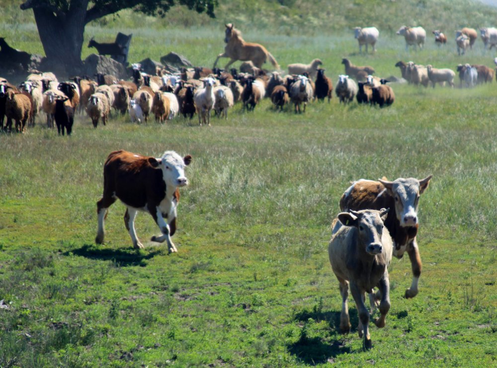 Смешанное стадо на выпасе у оренбургской деревни. Фото 1743.ru