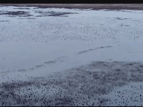 Перелетные птицы возвращаются в Светлинский заказник. Видео