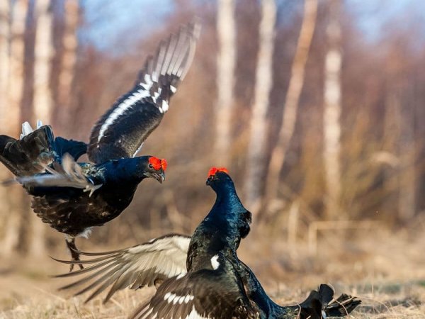 фото нацпарк Бузулукский бор