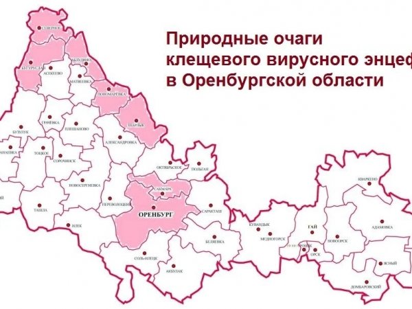 Число укушенных клещами в Оренбуржье растёт