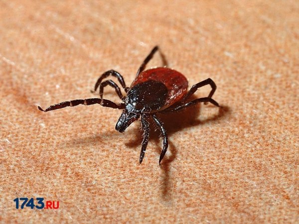 В Оренбуржье клещи покусали уже 1620 человек