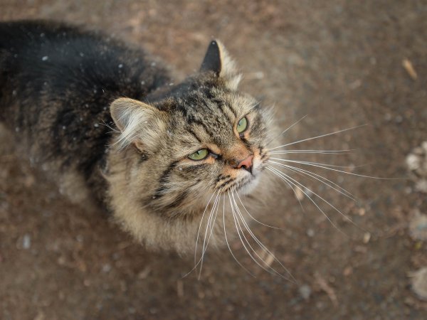 Кошачий вопрос разберут в суде