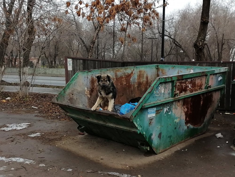 Бездомная собака в мусорном баке. Фото 1743.ru