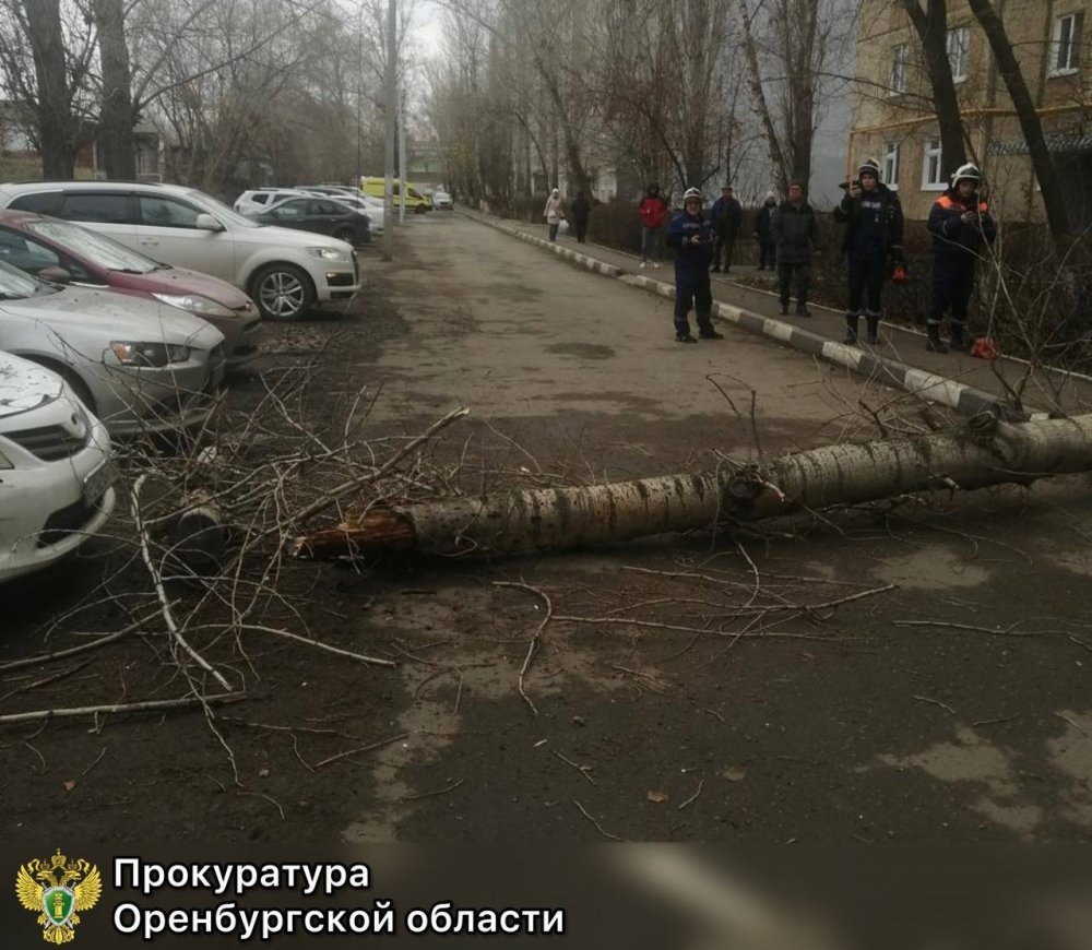фото упавшего дерева на Промышленной 14