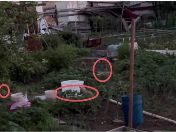 На дачах в Ивановских садах завелись.....лисята! Что с ними делать?