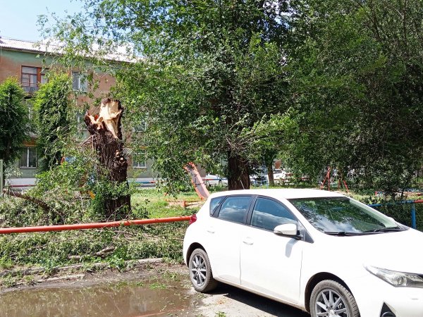 Как возместить ущерб, если на машину упало дерево?