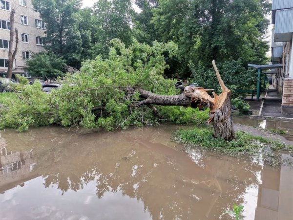 В Оренбурге дерево рухнуло на машины после жалоб жителей